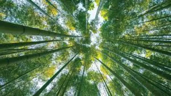 Bamboo Farming Practices