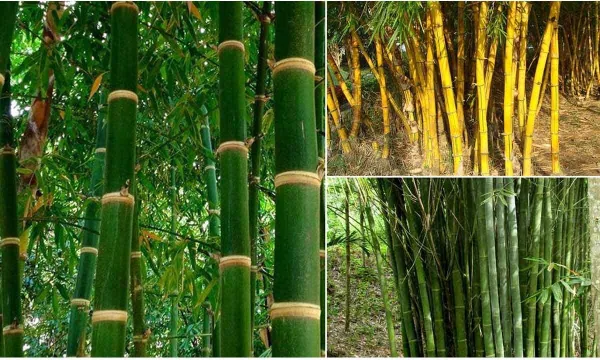 Types of bamboo