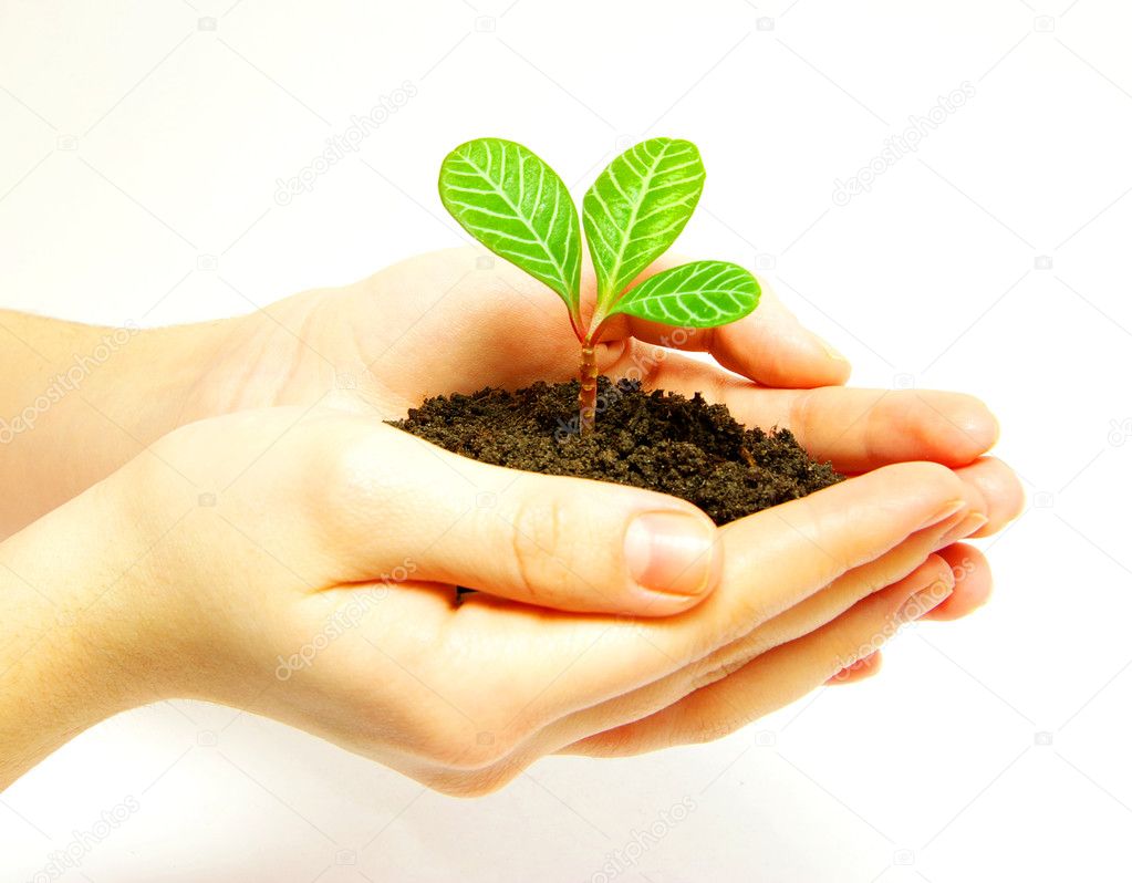 How to grow plumeria seeds