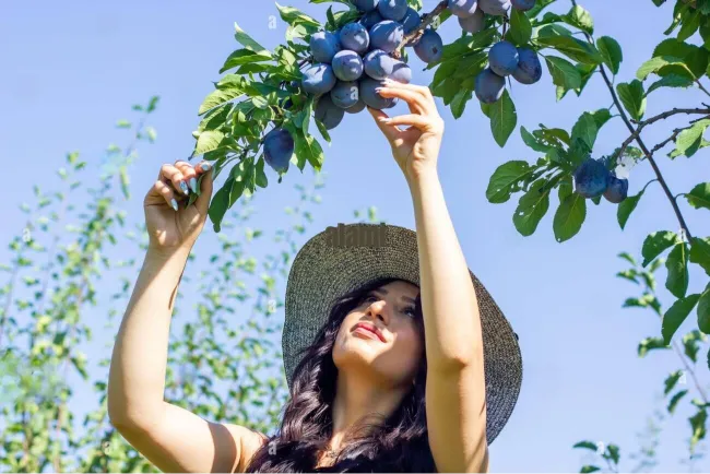 Grow Plums at Home