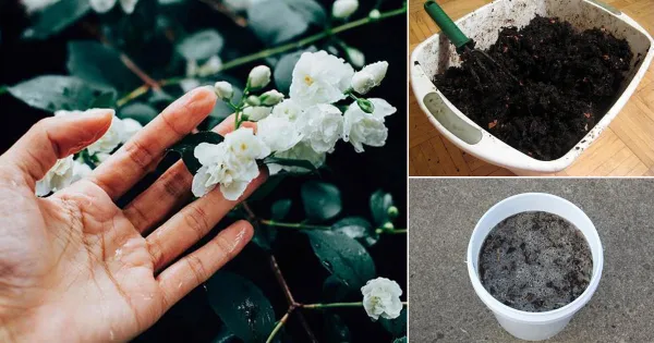 Homemade Fertilizer for Jasmine Plant Coffee Grounds