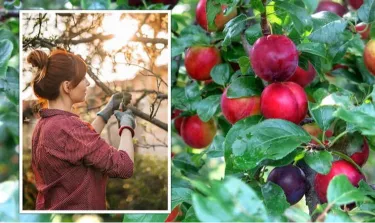Grow Plums At Home