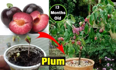 Grow Plums At Home