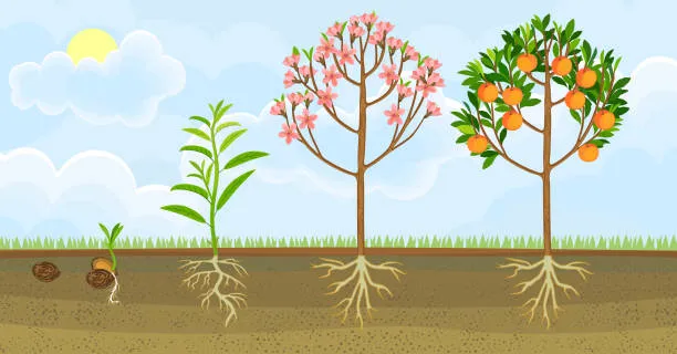 How To Plant A Peach Seed