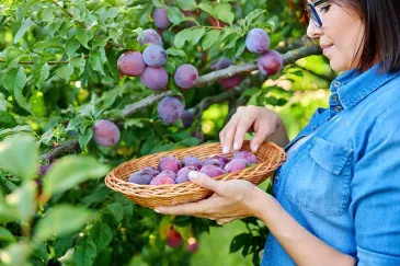 Harvesting Your Plums