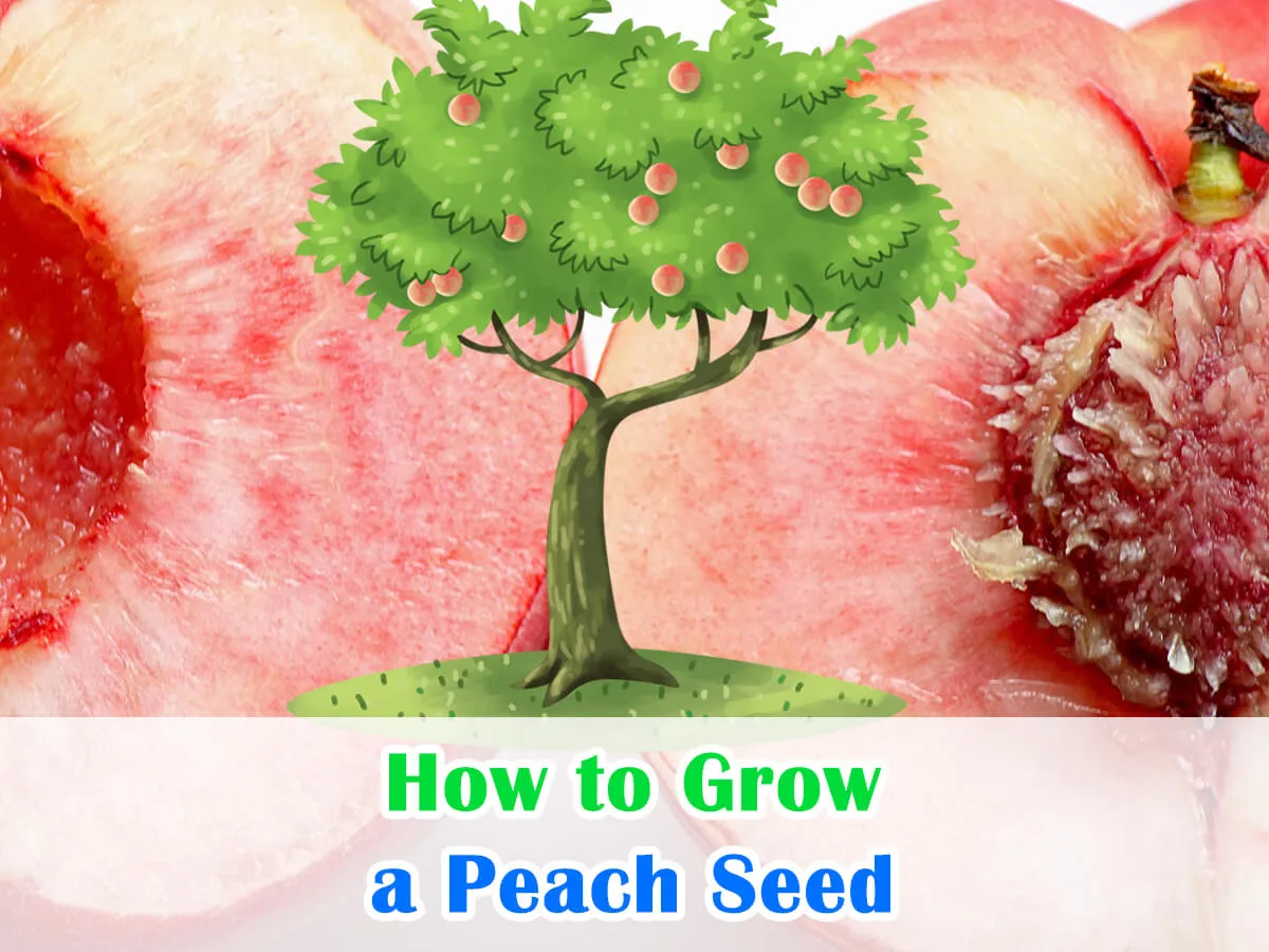 How To Plant A Peach Seed