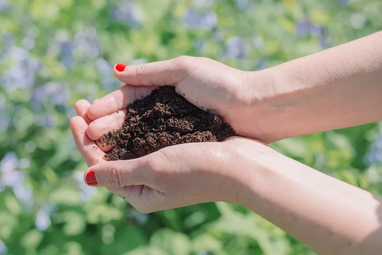 Homemade Fertilizer for Jasmine Plant