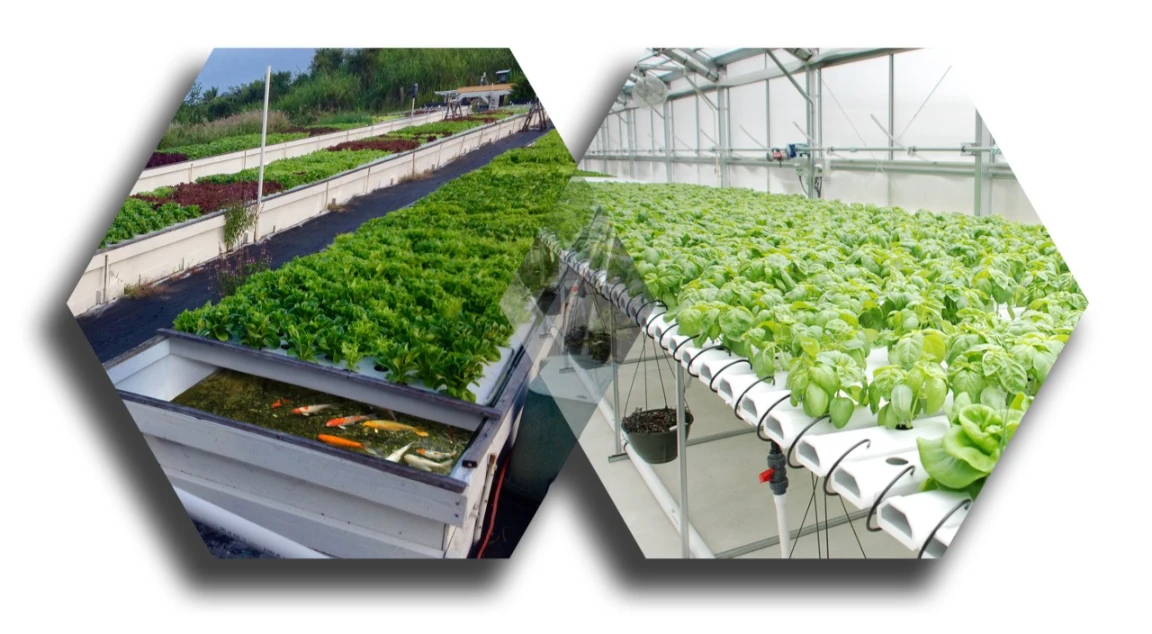 Aquaponic Farming