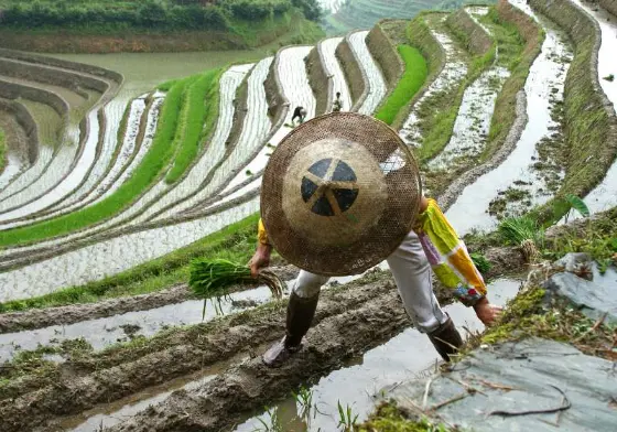 Best Example of Terrace Farming