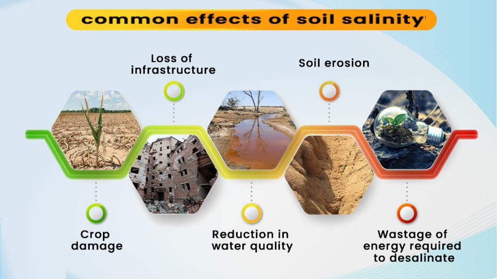 Soil Become Saline