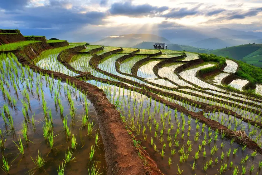 Terrace Farming