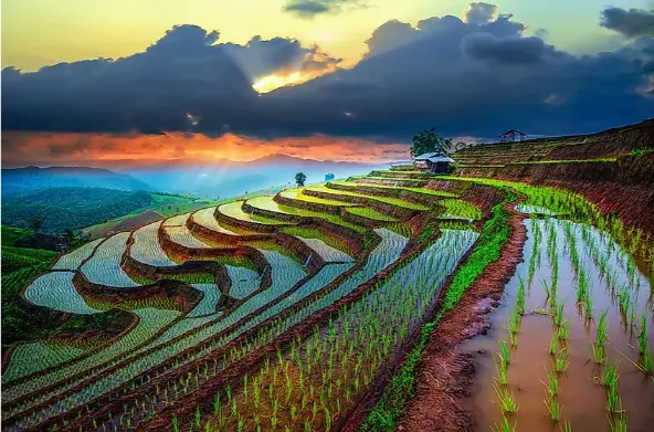 Terrace Farming