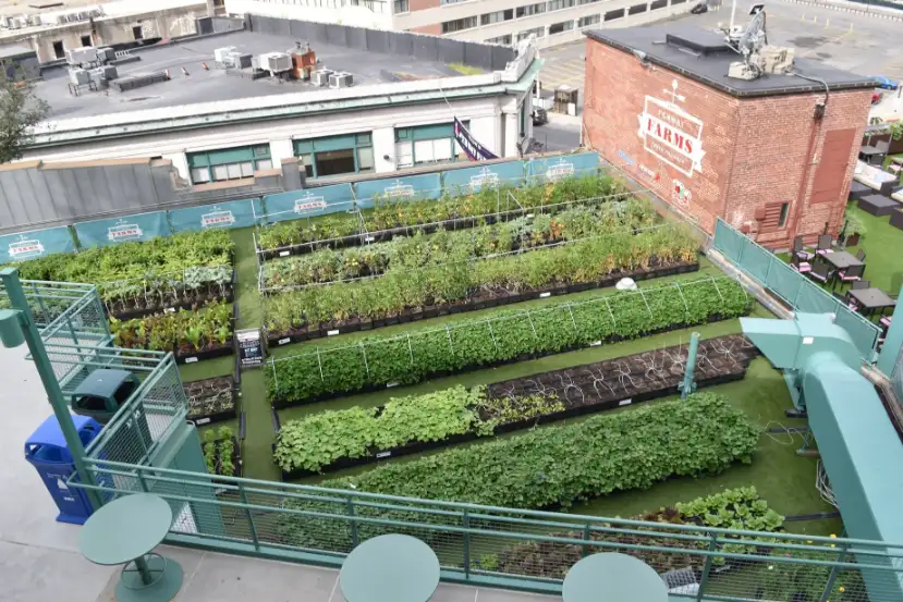 Roof Top Farming