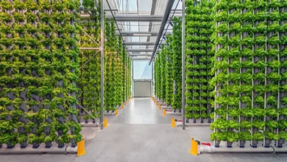 Hydroponics