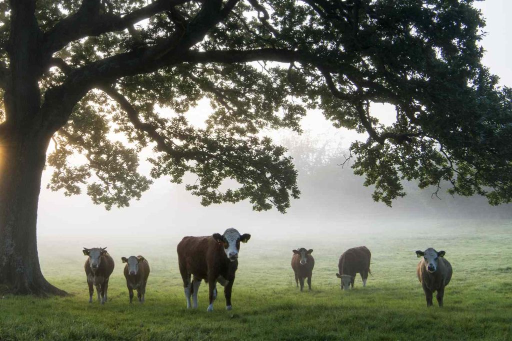 Agroforestry And Silvopasture