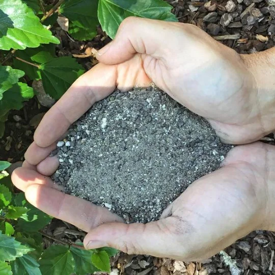 Homemade Fertilizer For Palm Trees