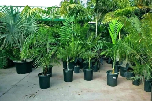 Essential Nutrients For Palm Trees
