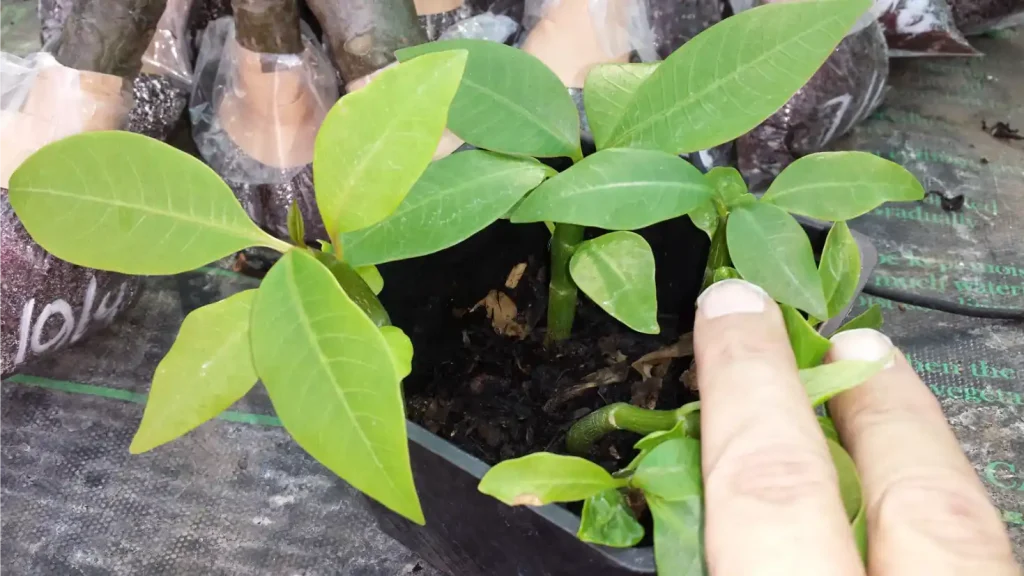 Care for Plumeria Seedlings