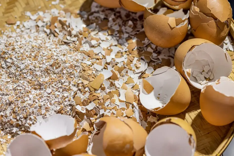 Eggshells