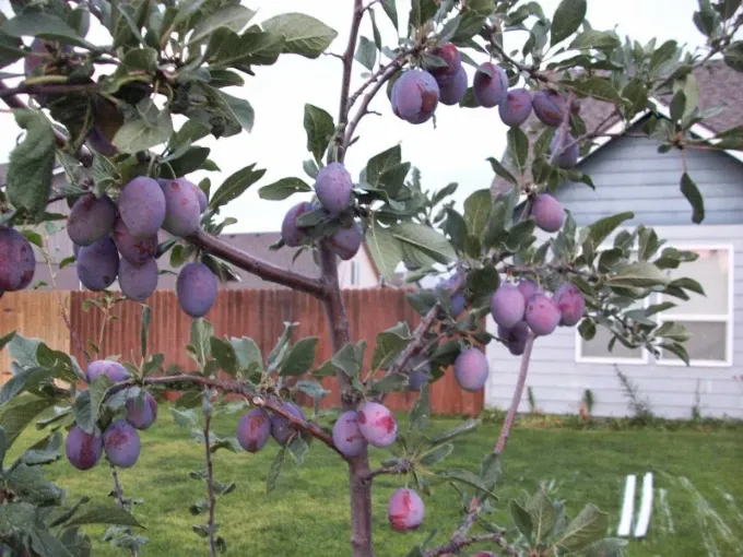 Grow Plums At Home