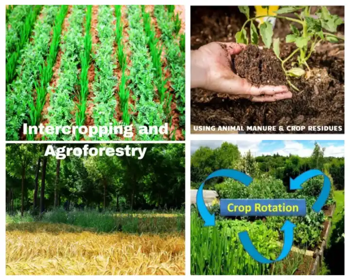How Mixed Crop And Livestock Farming Works