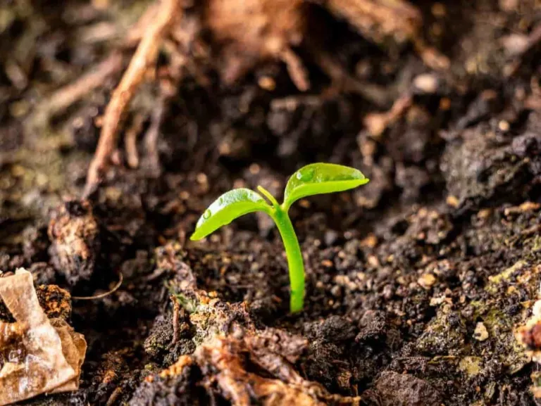 How To Plant A Peach Seed