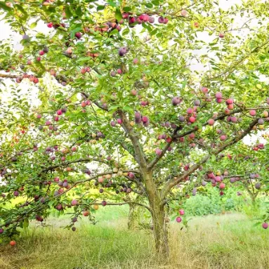 Planting Your Plum Tree