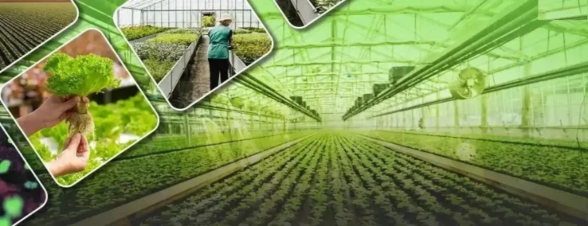 Plantation Farming
