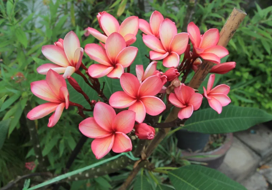 Plumeria Seedlings Flower