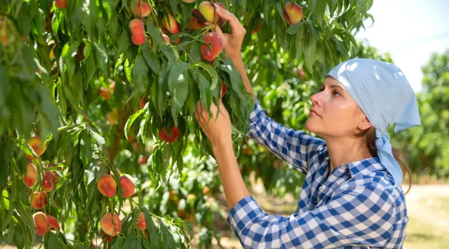 Time to Harvest Peaches