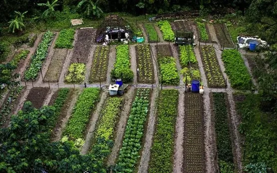 Alternatives to Industrialized Agriculture