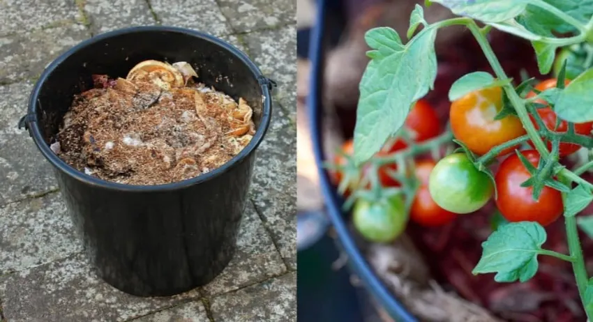 Homemade Fertilizer For Tomatoes